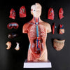 Human Torso Body Model Anatomy Anatomical Medical Internal Organs For Teaching Convenient Life Supermarket 2203 Store