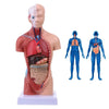 Human Torso Body Model Anatomy Anatomical Medical Internal Organs For Teaching Convenient Life Supermarket 2203 Store