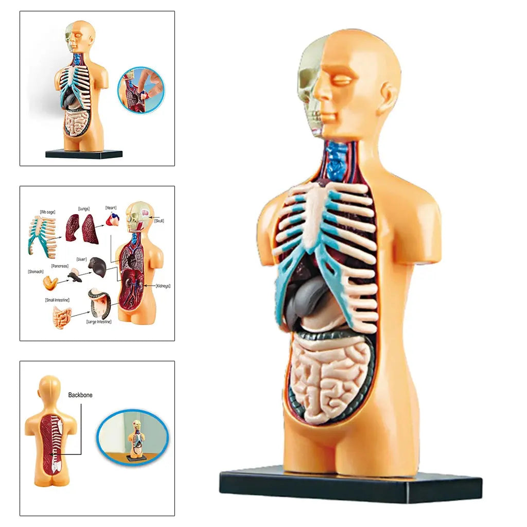 Human Torso Body Model Anatomy Anatomical Medical Classroom Tools with Removable Internal Organs ShenZhen Intelligent Store