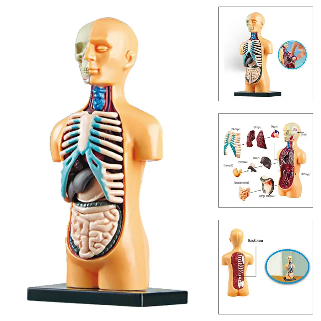 Human Torso Body Model Anatomy Anatomical Medical Classroom Tools with Removable Internal Organs ShenZhen Intelligent Store